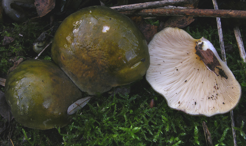 Sarcomyxa serotina. Scheda fotografica